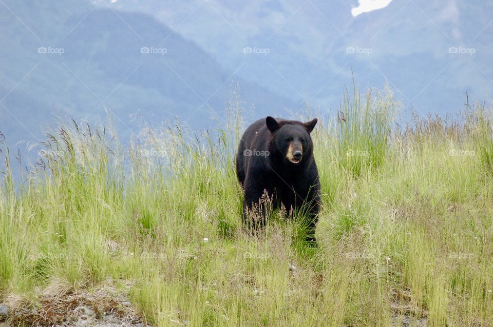Alaskan Bear