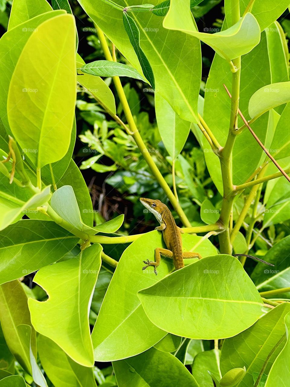 Tiny anole lizard perched on large leaves in spring 