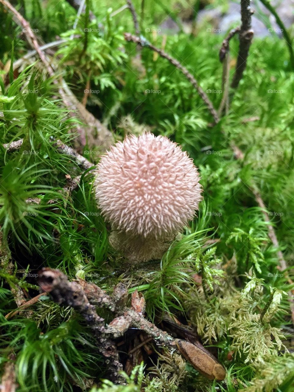 Young single little Lycoperdon echinatum fungi fungus mushroom growing in middle of the bright green moss growth 