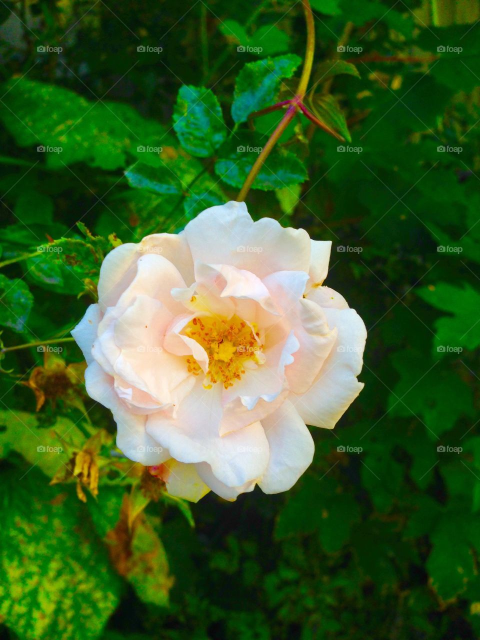 Rose. Sunset in the garden