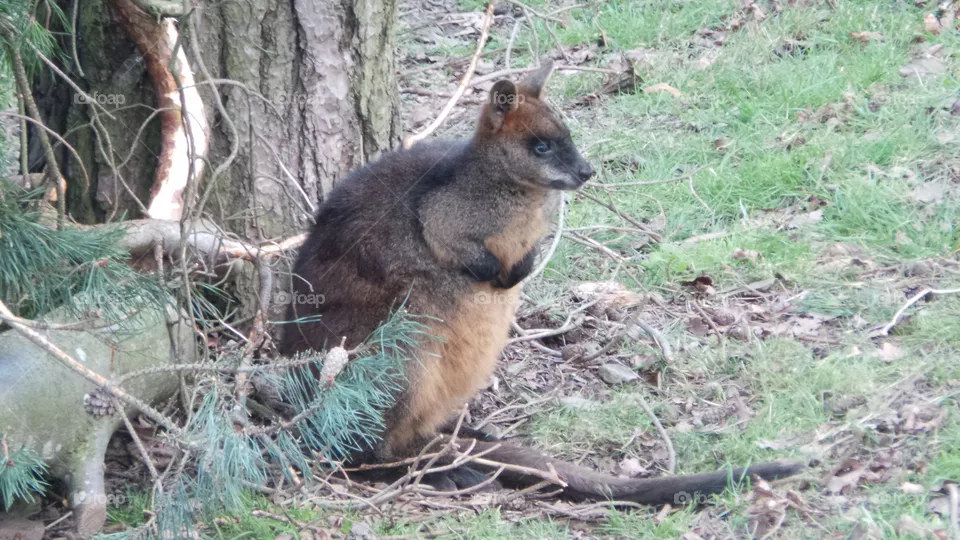 wallabies