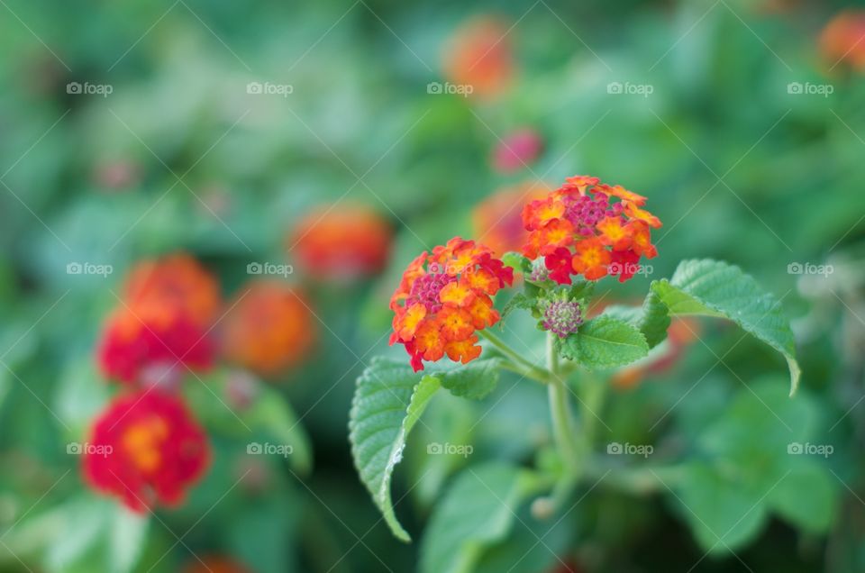 Brightly colored flowers