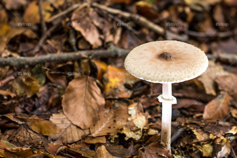 Mushroom On The Autumn Forest Ground Leaves
