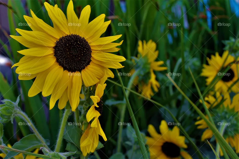 sunflower