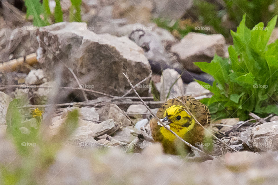 Nature, Bird, Wildlife, Animal, Little