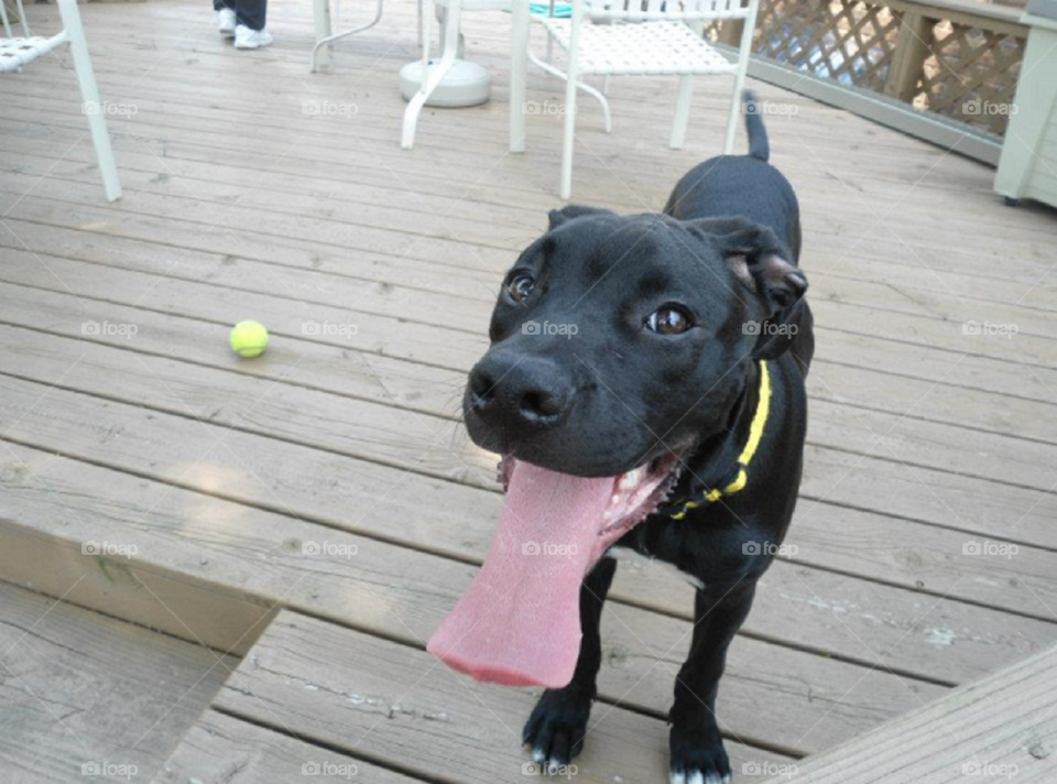 Close-up of a dog sticking its tongue out