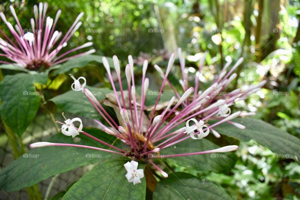 Blooms in Hawaii