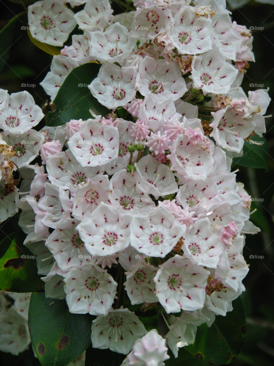 Mountain Laurel