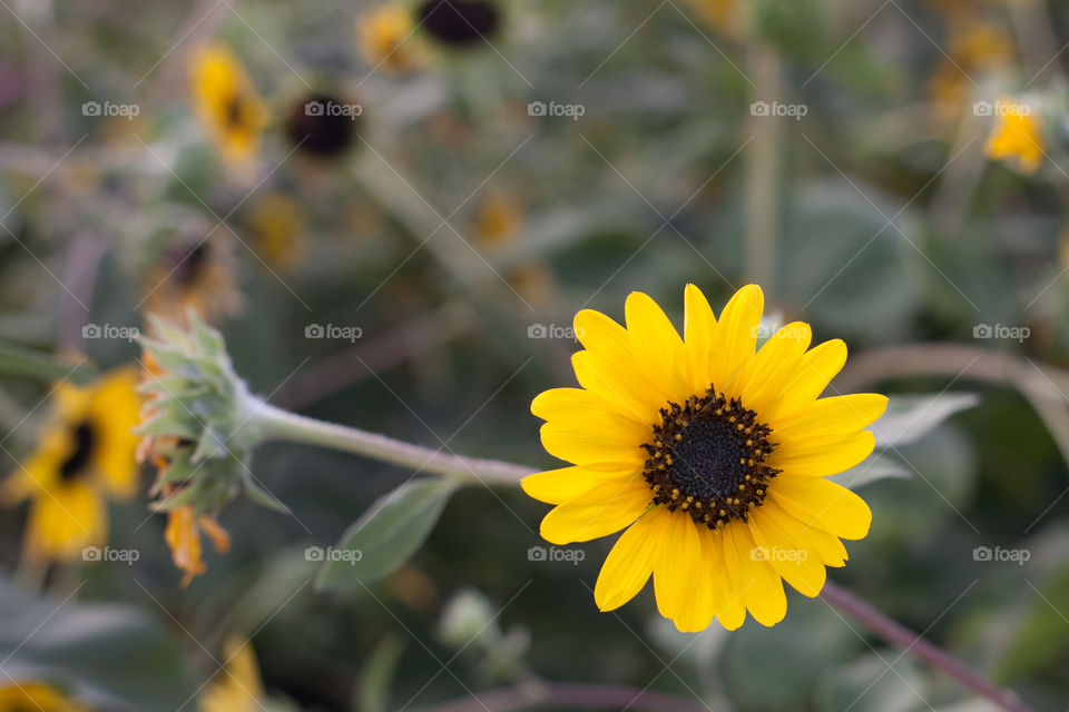 Sun flower with green background 