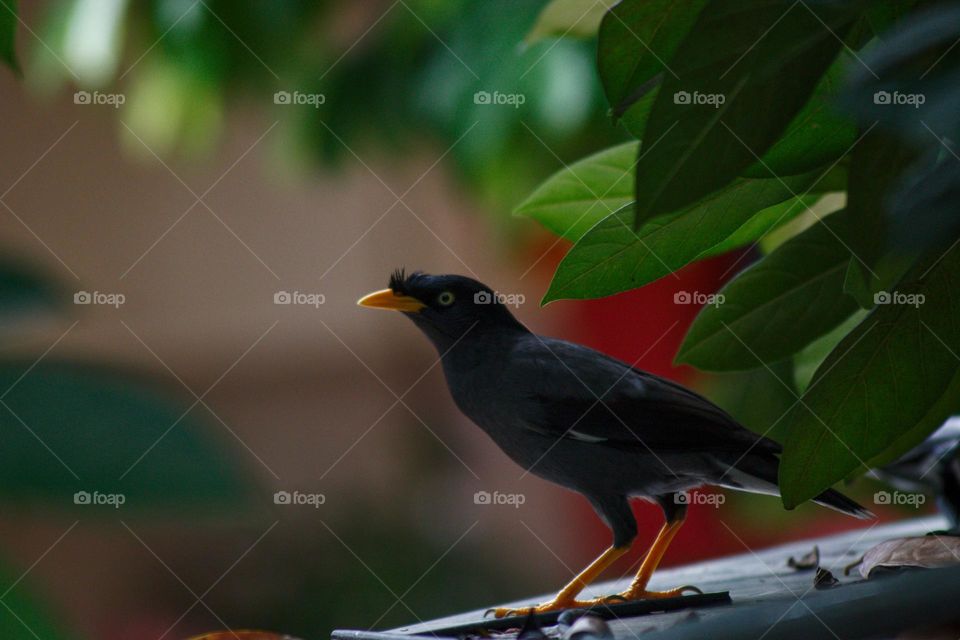 A sneaky beo sitting on a branch of a tree and checking out his food opportunities.