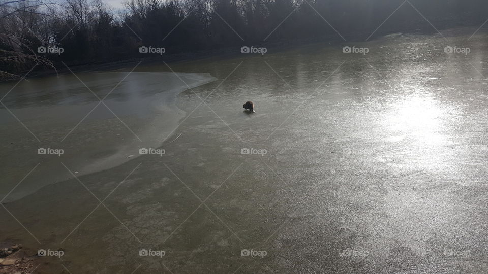beaver crossing frozen lake