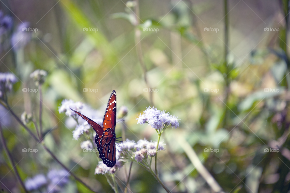 Butterfly, Insect, Nature, Outdoors, Flower