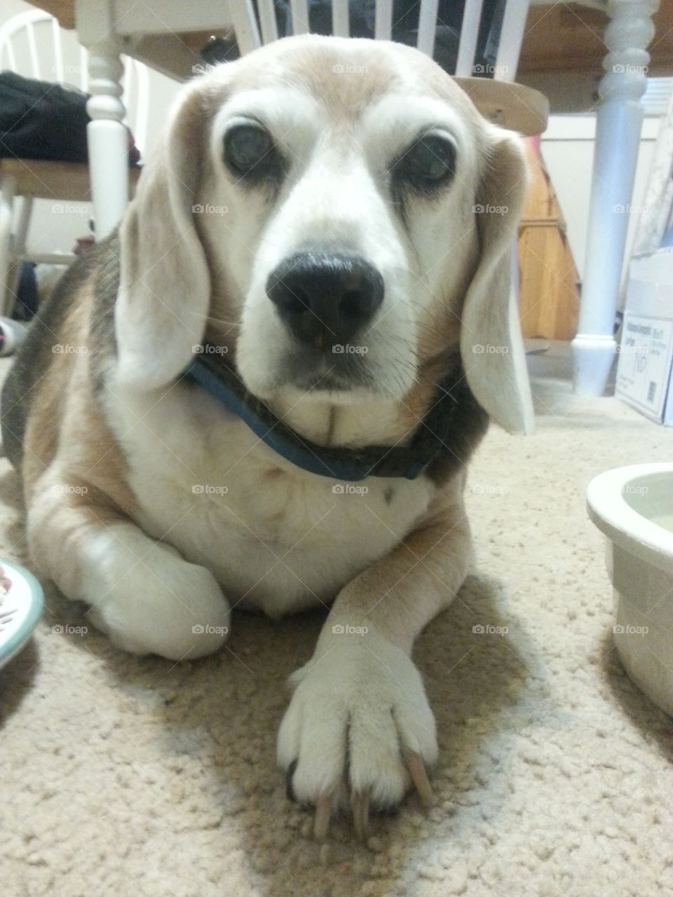 older beagle relaxing