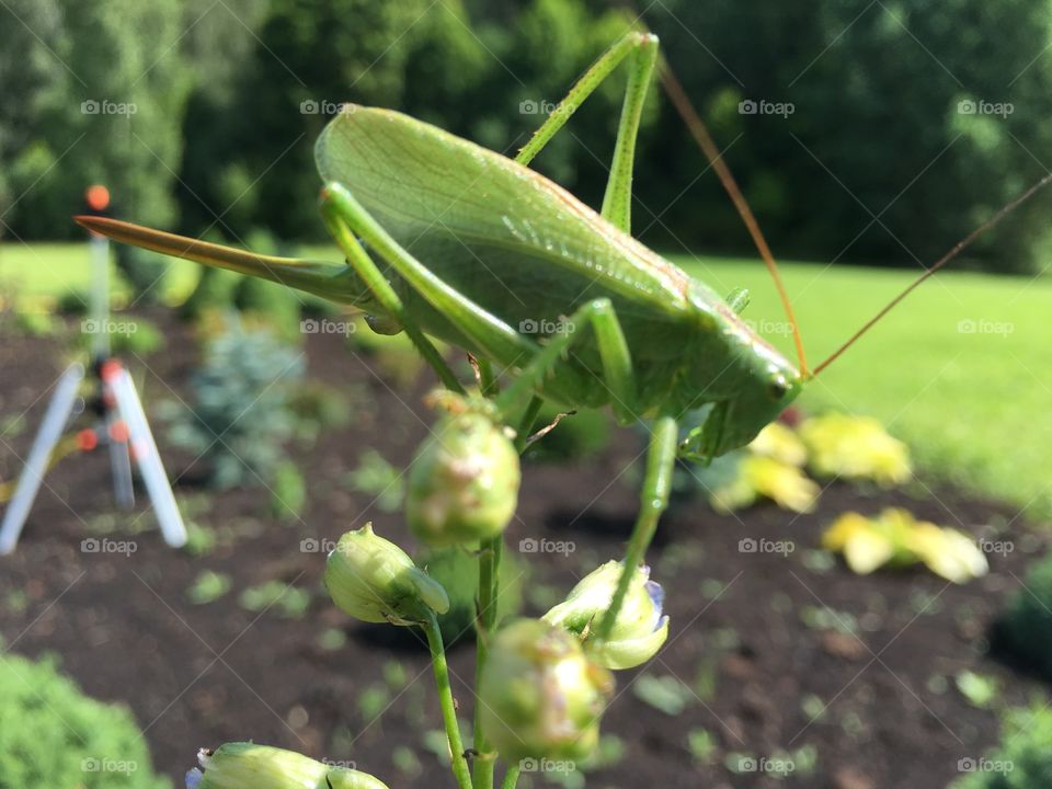 Nature, Garden, Outdoors, Leaf, Summer