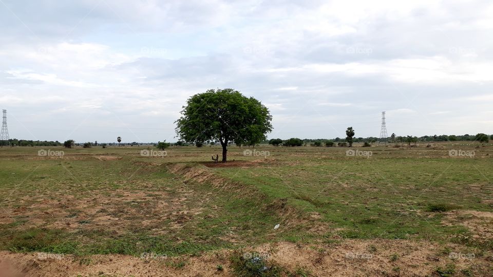 Single tree in the field In its shade the plowmen rest.