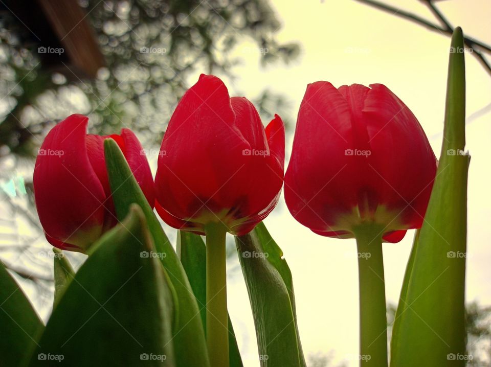tulips