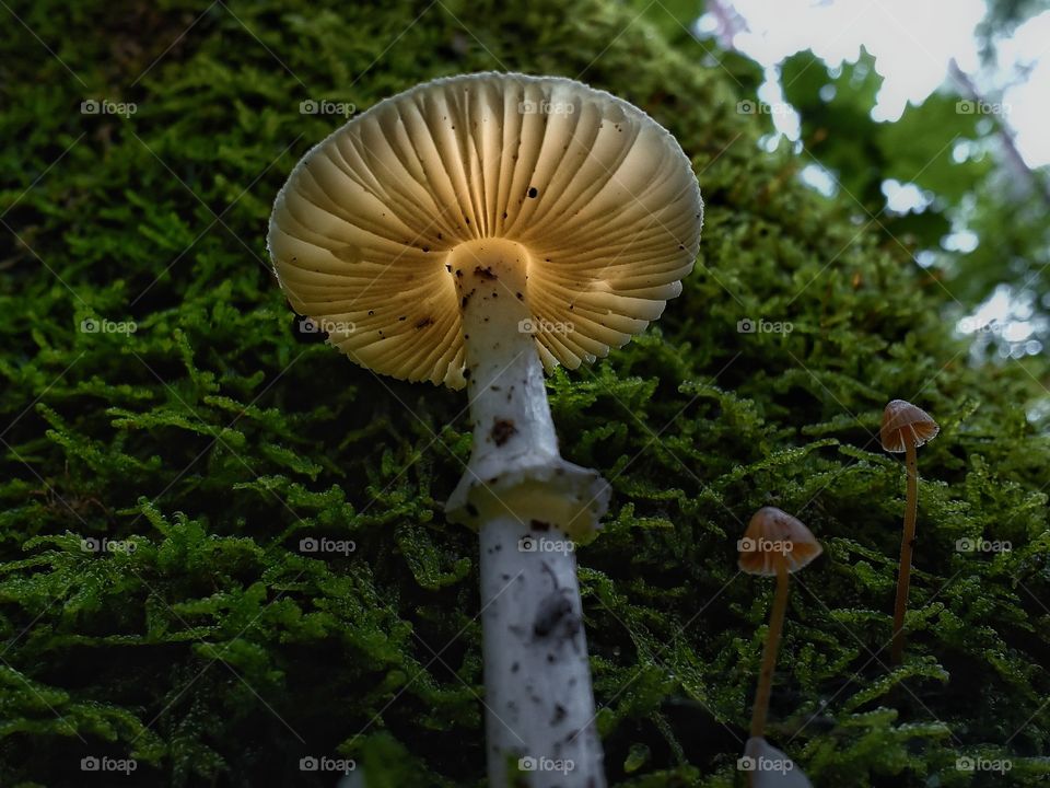 Fungus