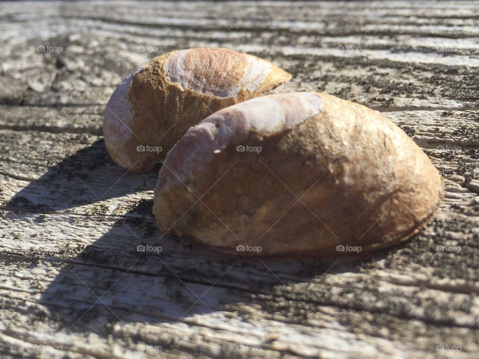 Sea shells on wood