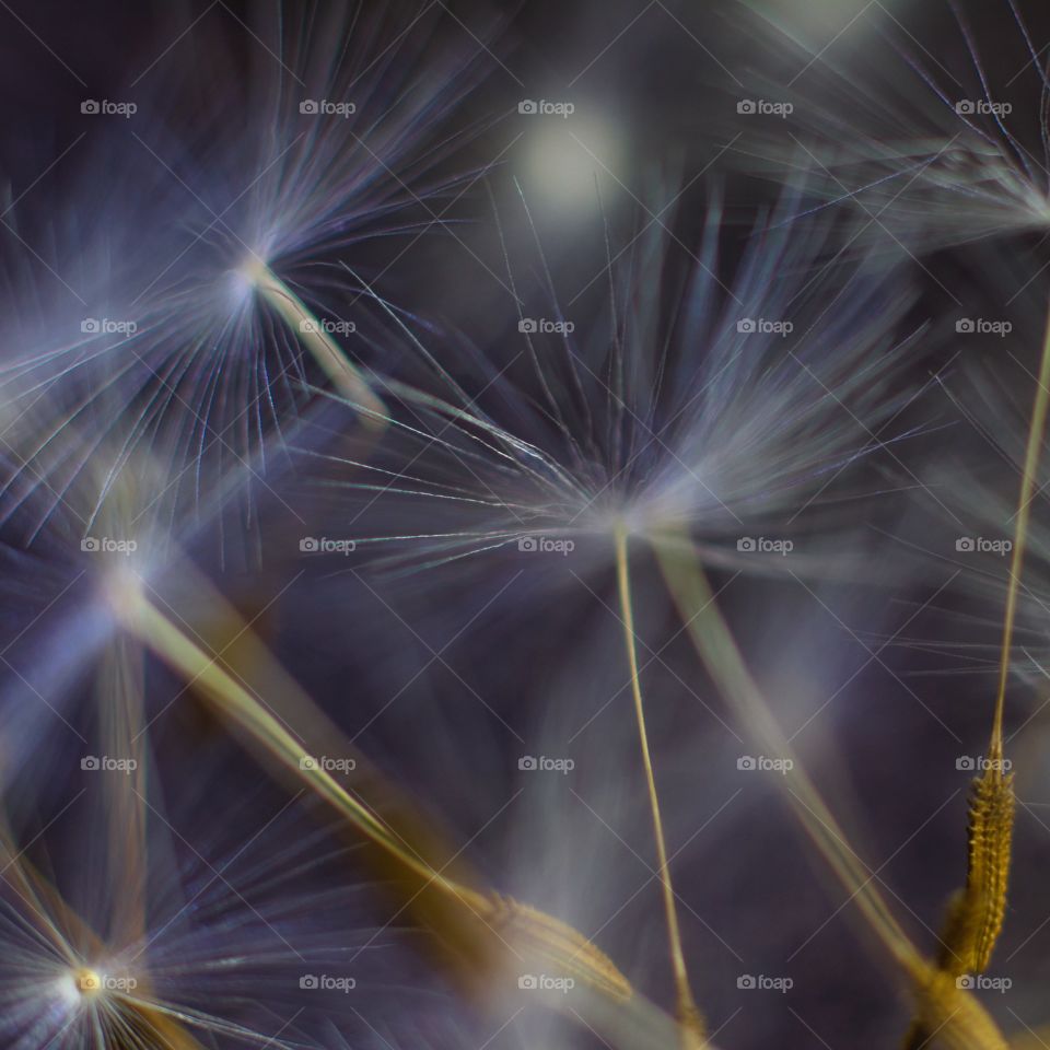 Dandelion clock seeds