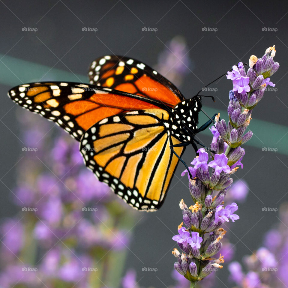 Butterfly on lavender 