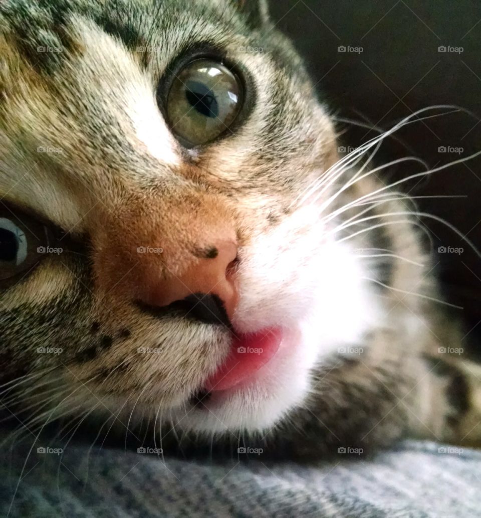 kittens little pink tongue
