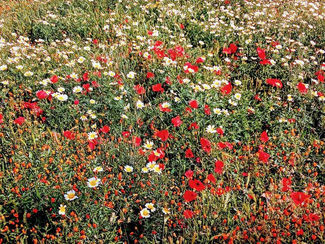 Spring