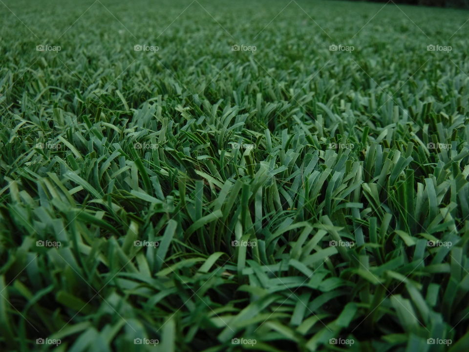 The grass of life