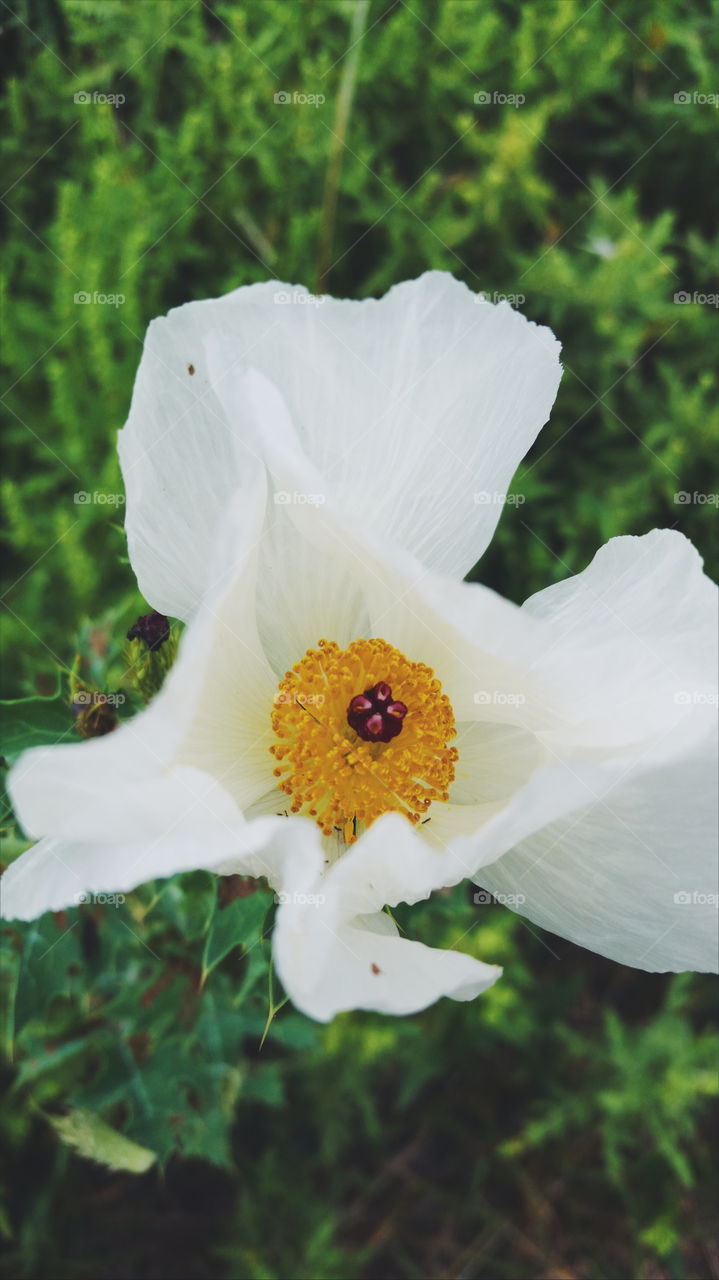 Macro Flower Interior