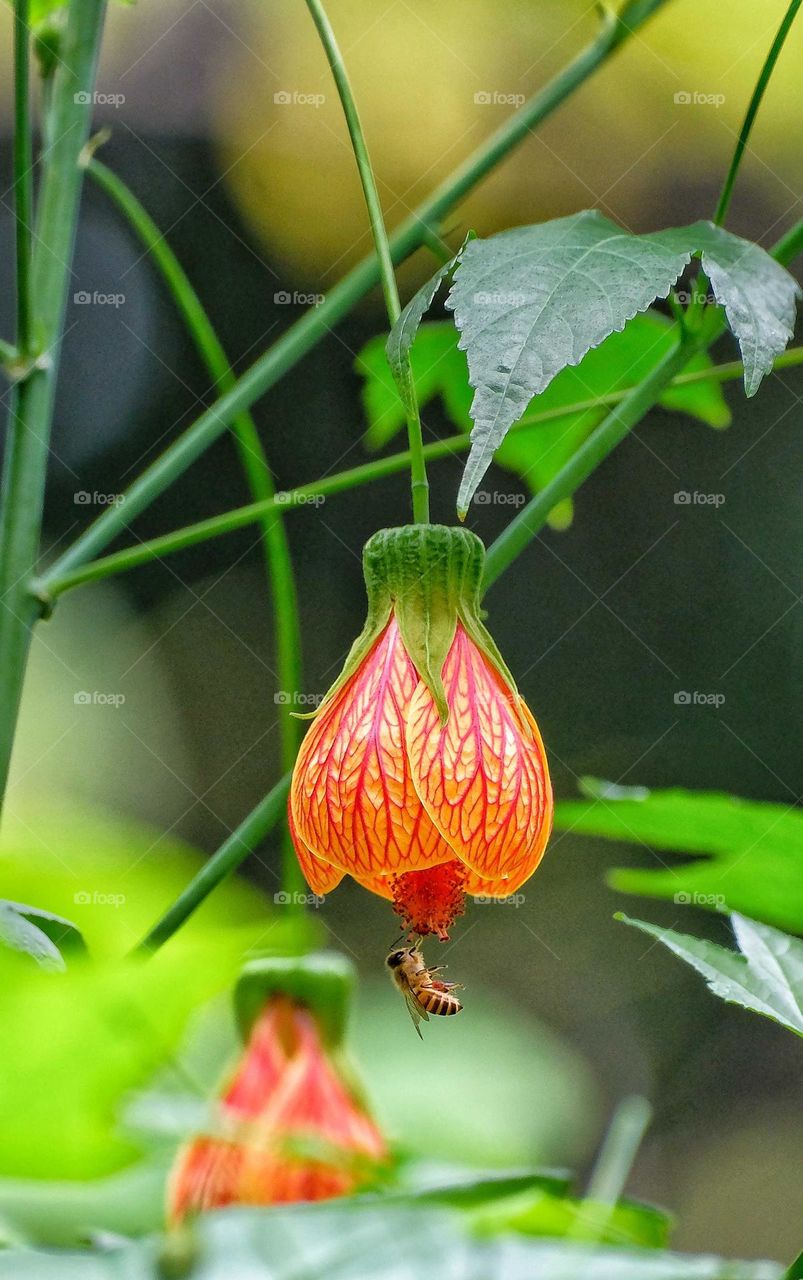 red flowers with a bee