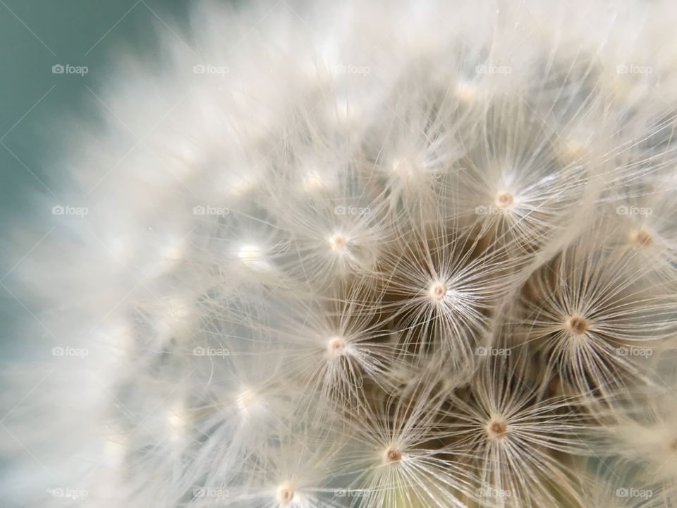 Pretty Dandelion clock close up ...