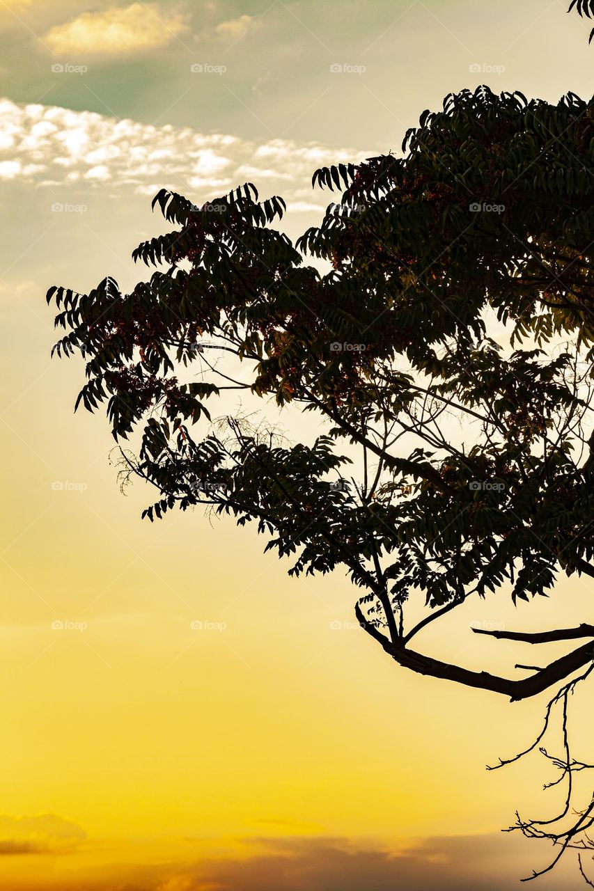 Tree silhouette.  Forest at sunset.  Golden hour.  Copyspace.