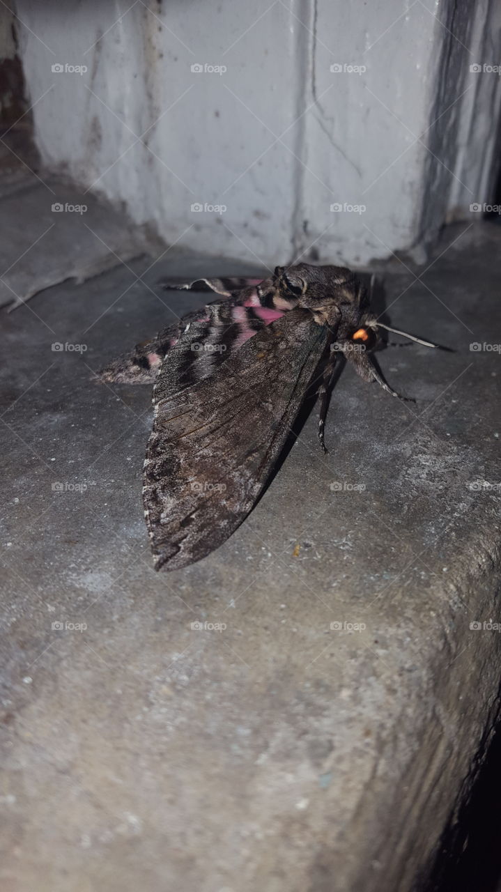 Moth on the porch