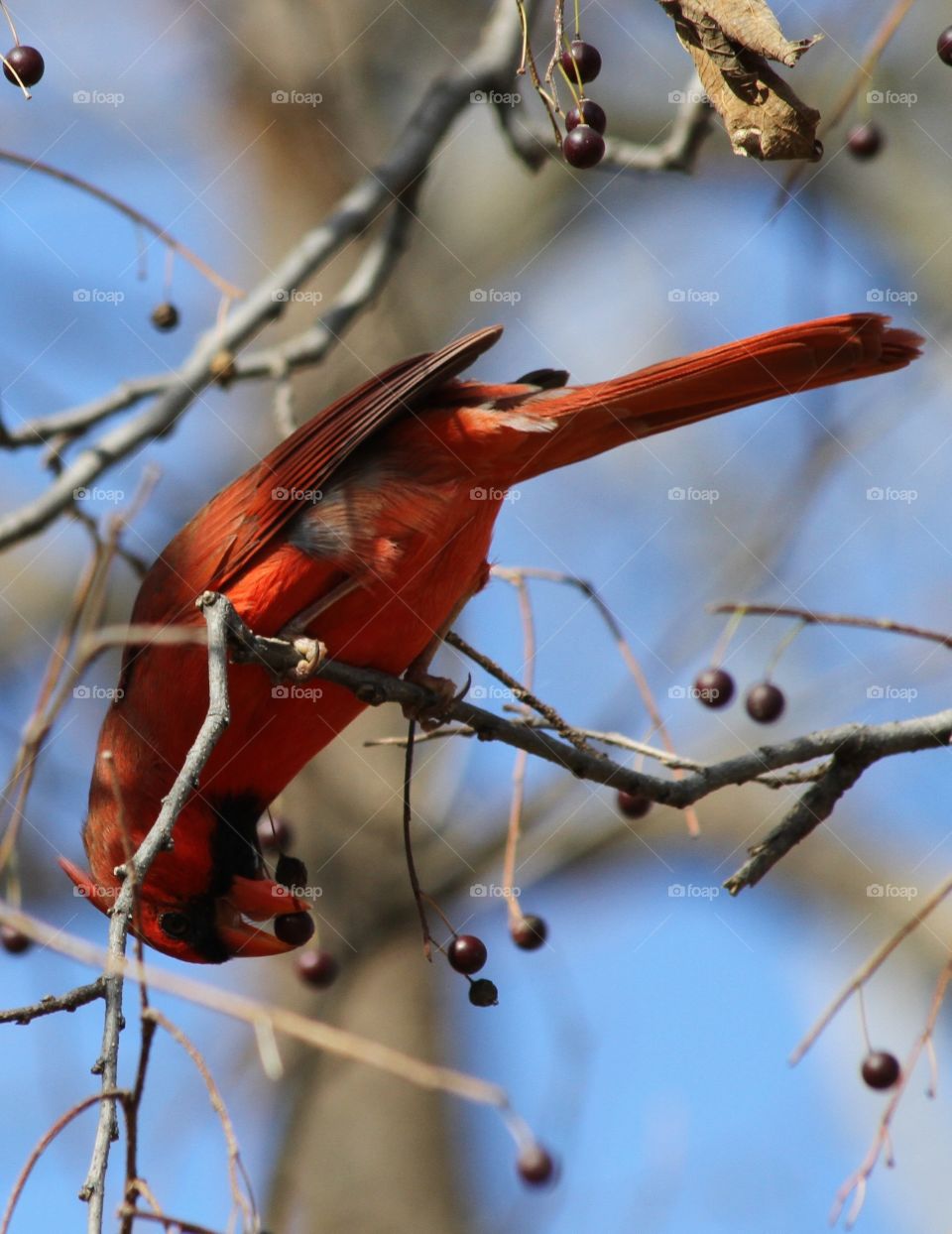 Cardinal Eating on Branch