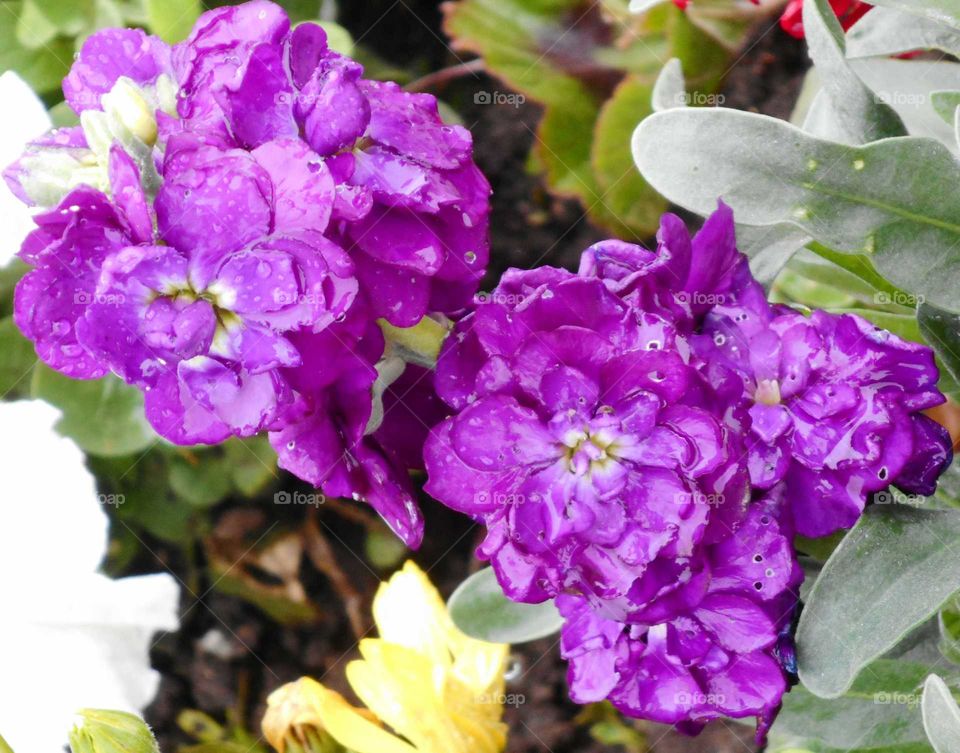Purple Flowers in the Rain