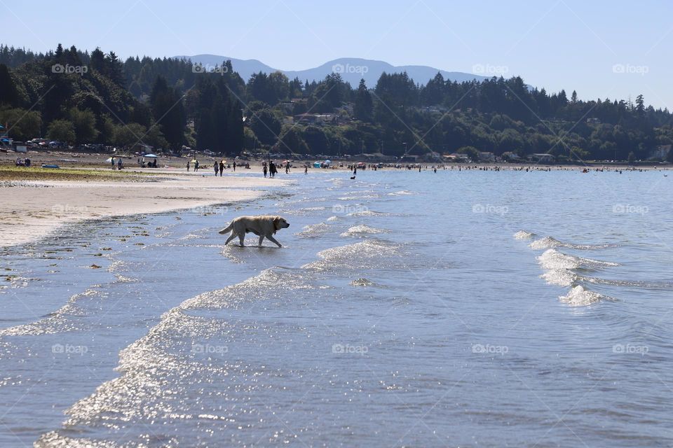 dog in the shallow water 