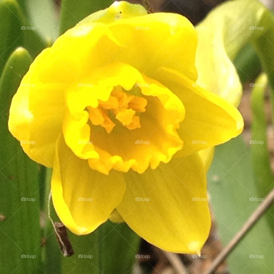 Sunny Garden Flower