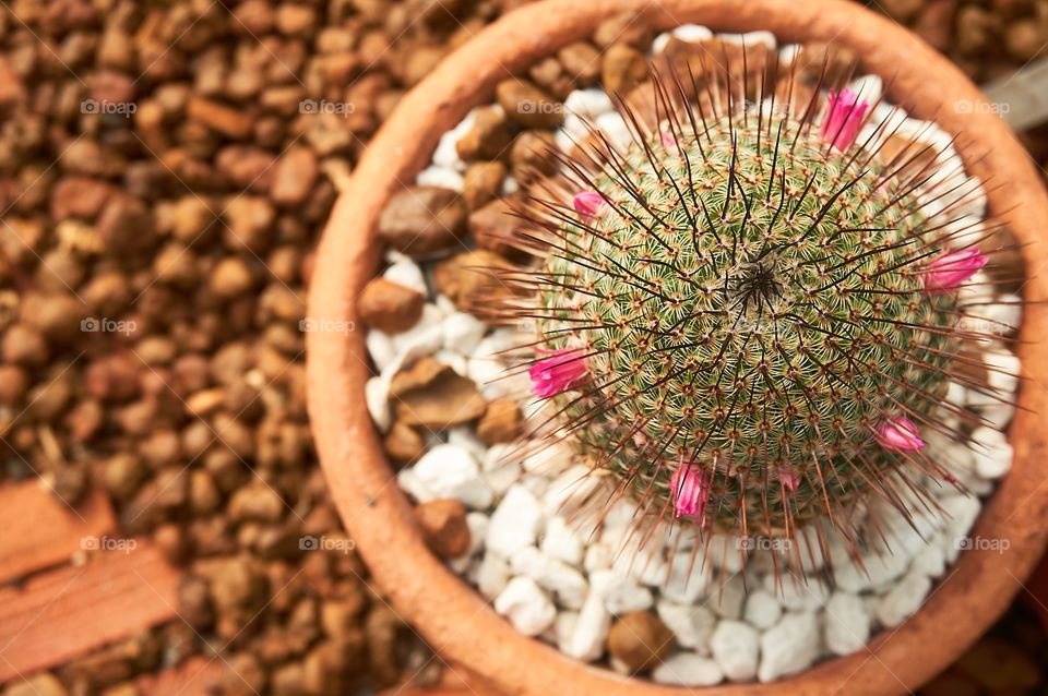 Cactus isolated on blurred background 