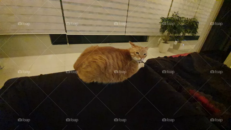 yellow cat