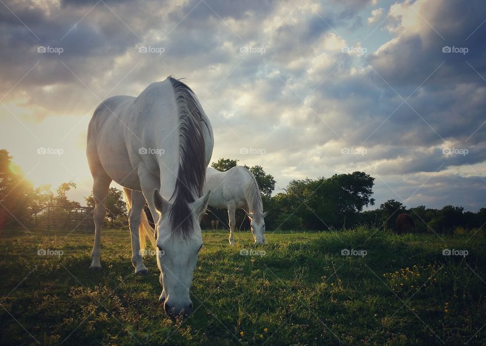 Two Horses Grazing at Sunset