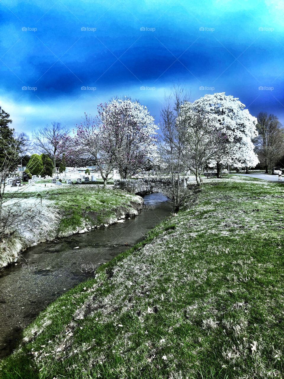 Blooming flowering trees blue sky stream picturesque 