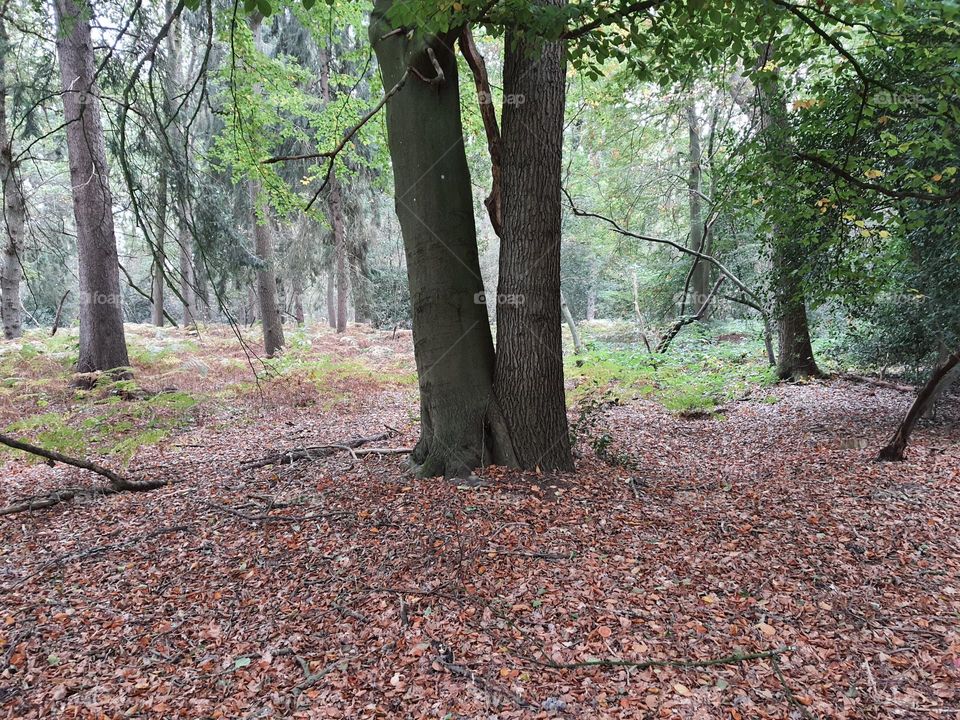 Buche und Eiche vereint