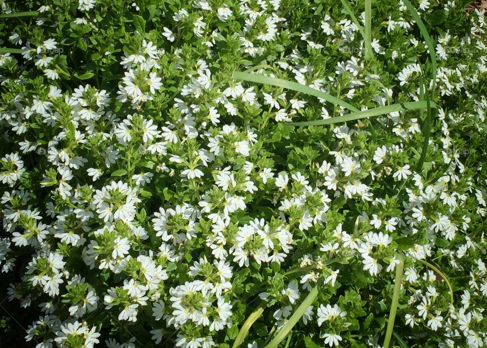 White Summer Shrub