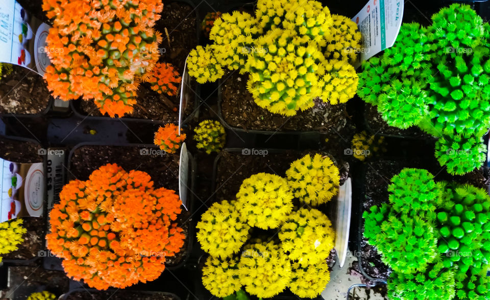 plant display of  color and variety of  cactus.