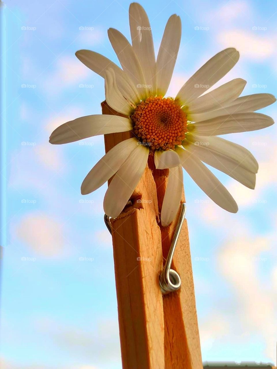Chamomile in a wooden clothespin on a background of blue sky