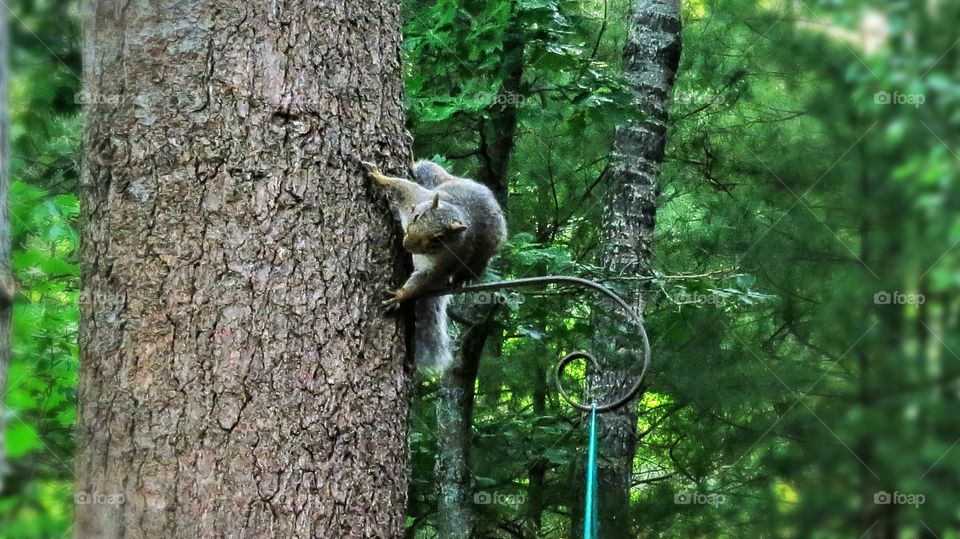 Squirrel hanging out