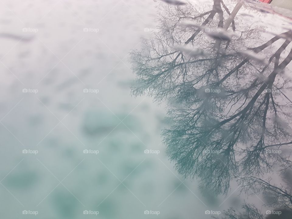 trees reflection