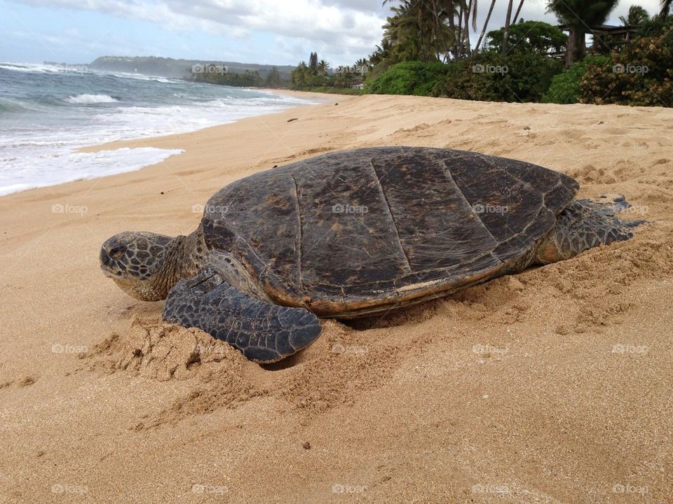 Resting Honu