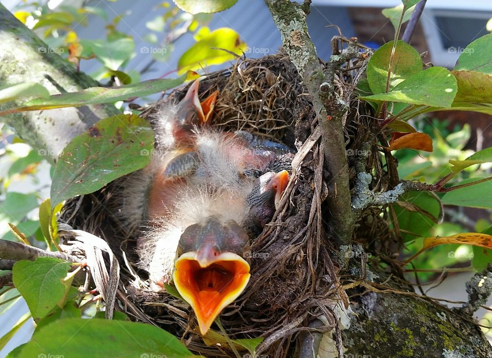 summer baby birds