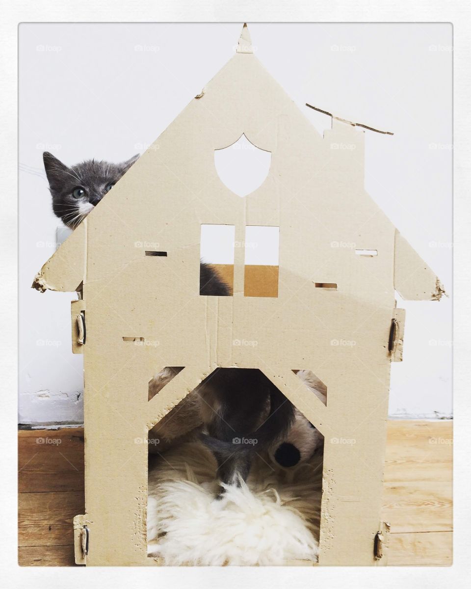 Kittenhouse