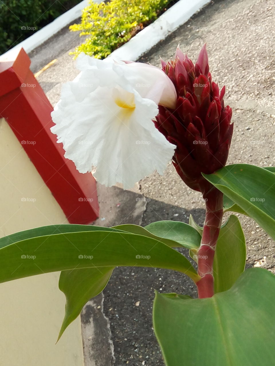 Flower, Nature, No Person, Leaf, Garden